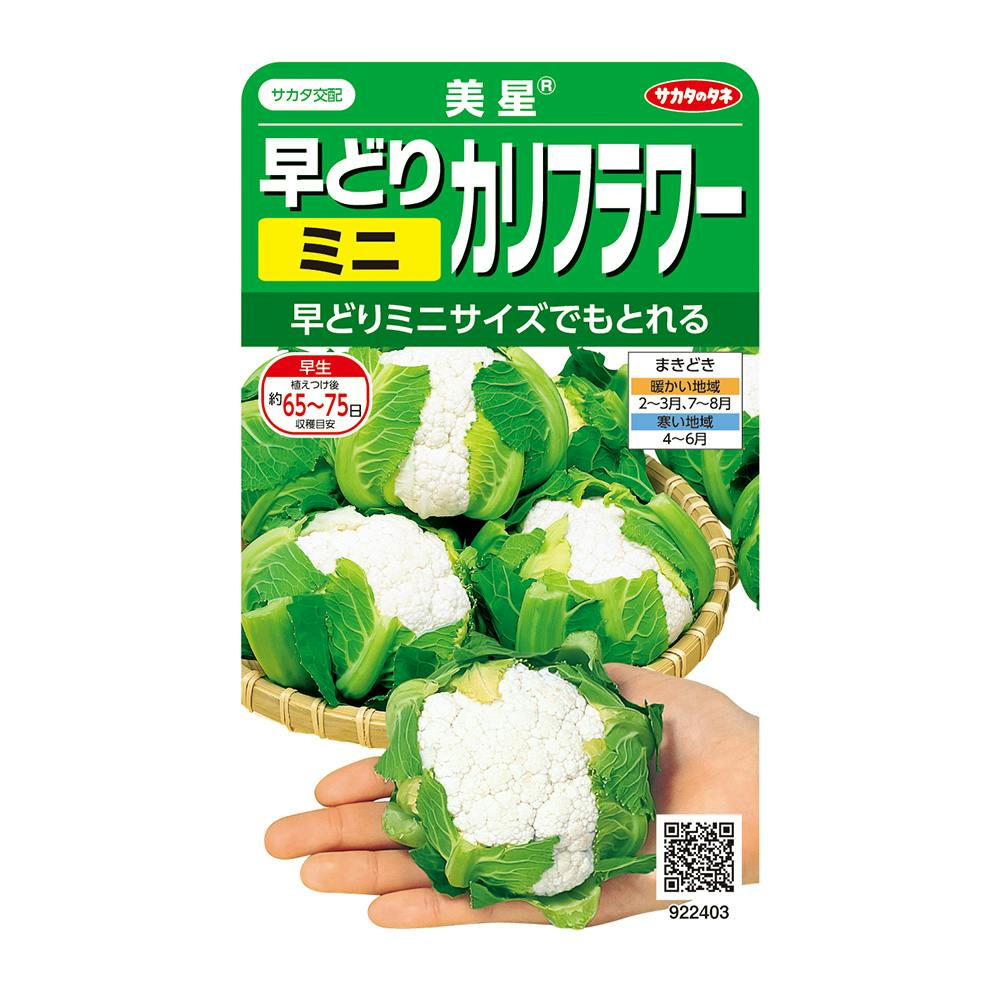 早どりカリフラワー (白) 美星
