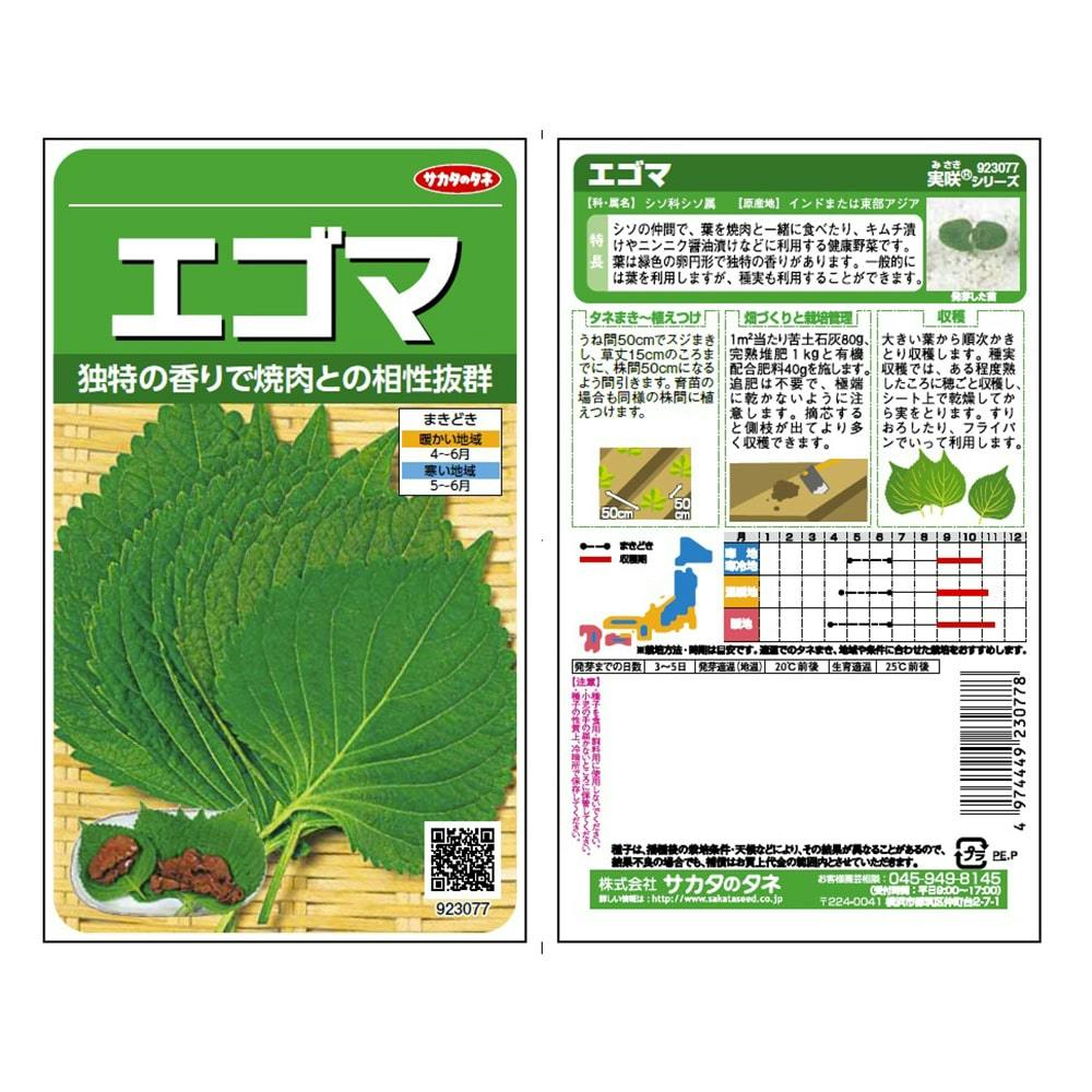 えごまの葉　かよ様 葉🌿と葉🌿の隙間から姿を見せてくれたシマちゃん😊何とも言え