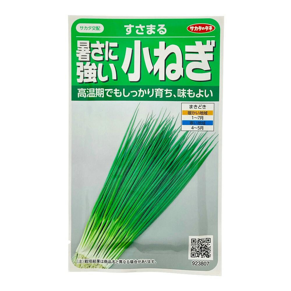 小ネギ 暑さに強い小ねぎ すさまる