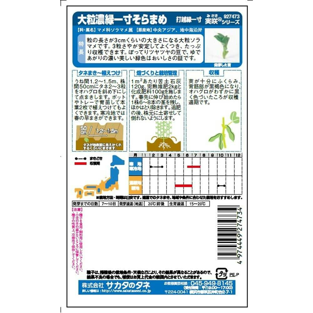 大粒濃緑一寸そらまめ打越緑一寸 | 花&グリーン 通販 大粒濃緑一寸そらまめ打越緑一寸 | 花&グリーン 通販