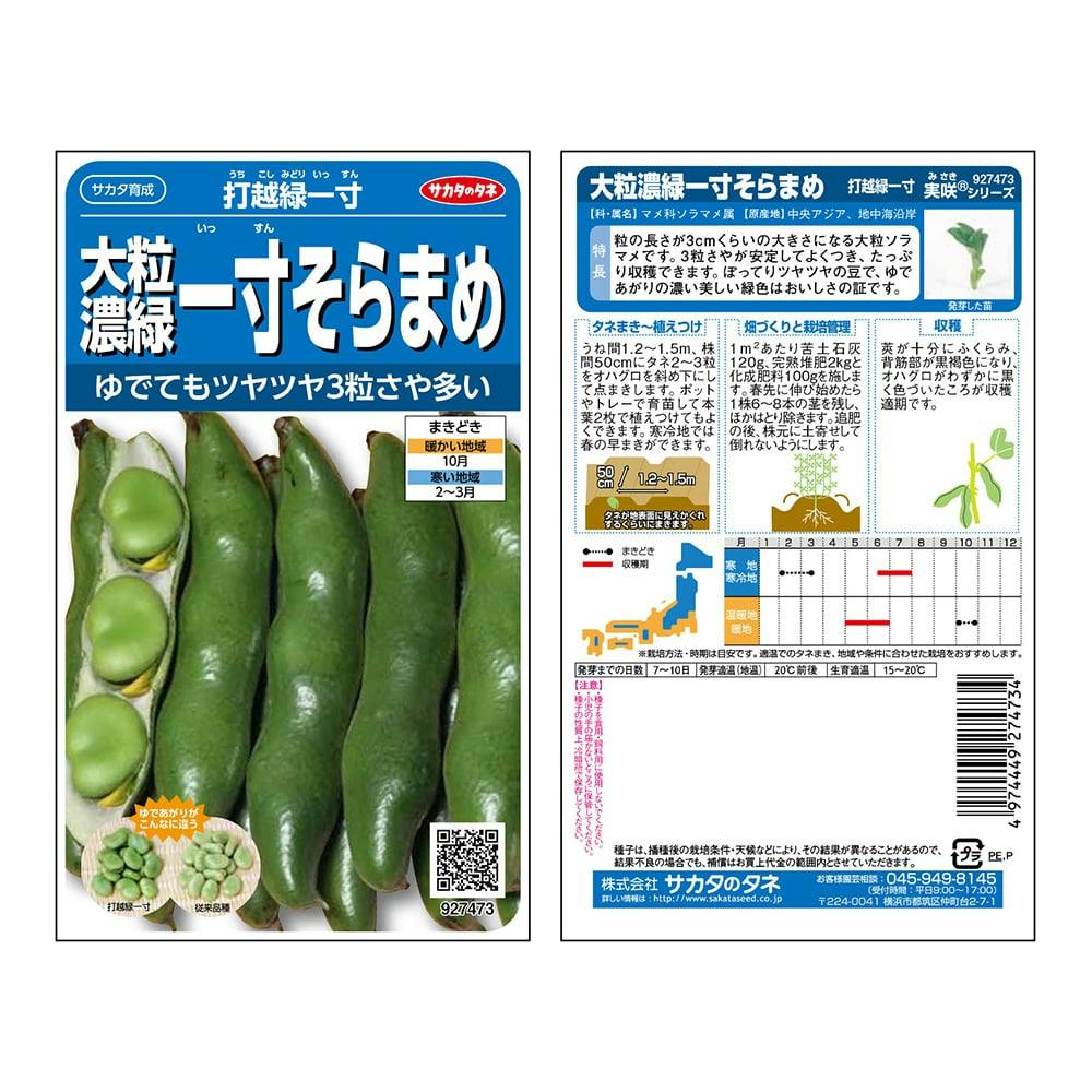そらまめ 大粒濃緑一寸そらまめ打越緑一寸(販売終了) | 花＆グリーン 通販