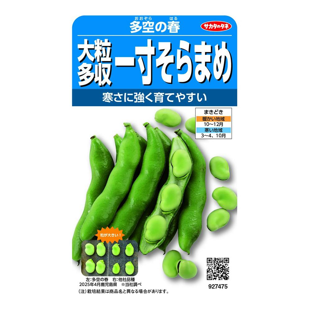 そらまめ ソラマメ たくさんとれる一寸そらまめ | 花＆グリーン 通販