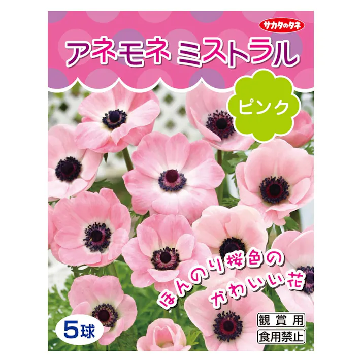 アネモネミストラルピンク5球(販売終了)