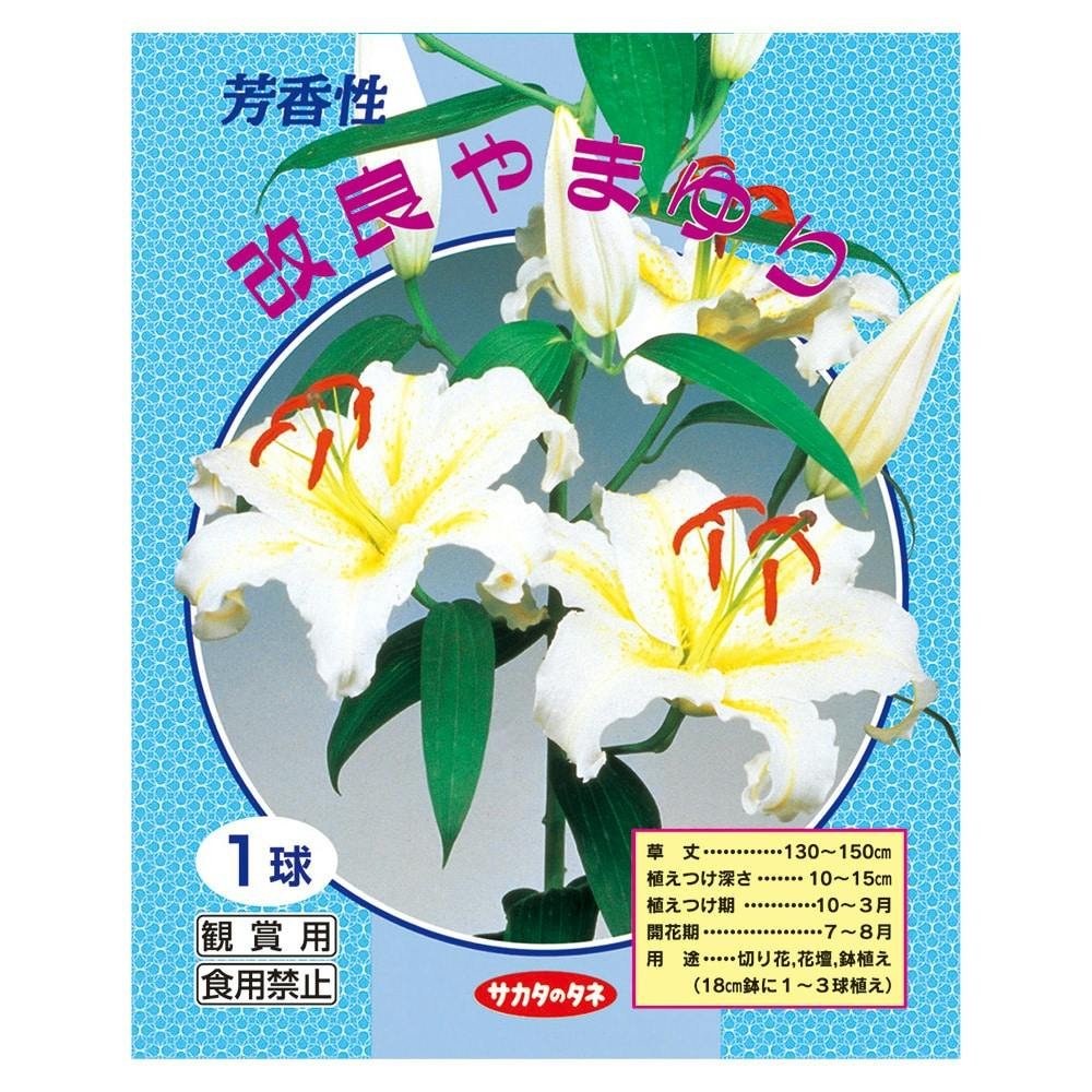 ゆり改良やまゆり1球(販売終了) | 花＆グリーン 通販 | ホームセンター