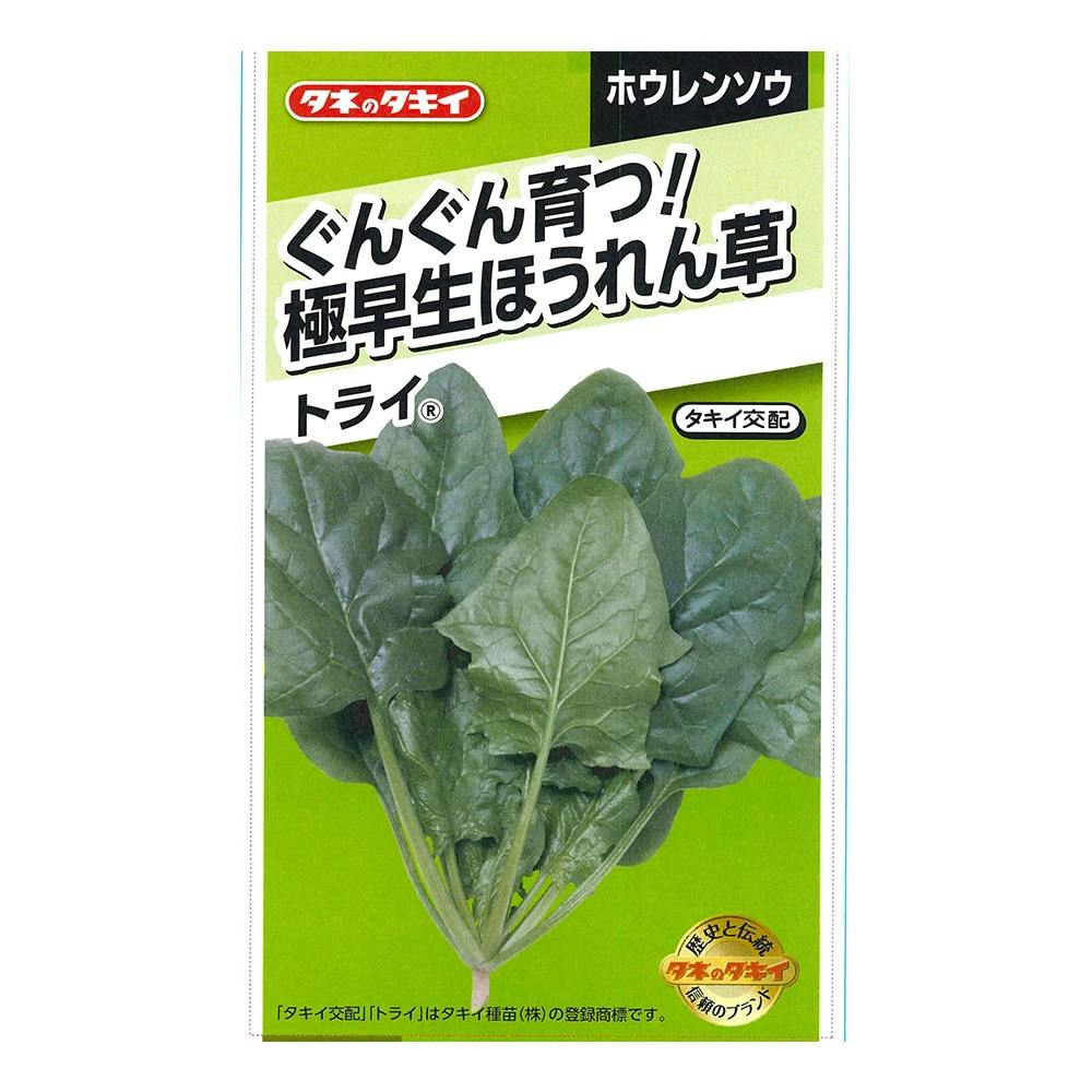 タキイ種苗 ぐんぐん育つ!極早生ほうれん草 トライ | 花＆グリーン