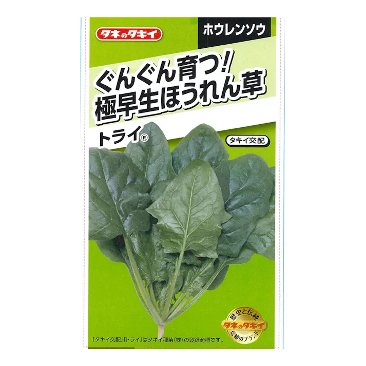 ぐんぐん育つ!極早生ほうれん草 トライ