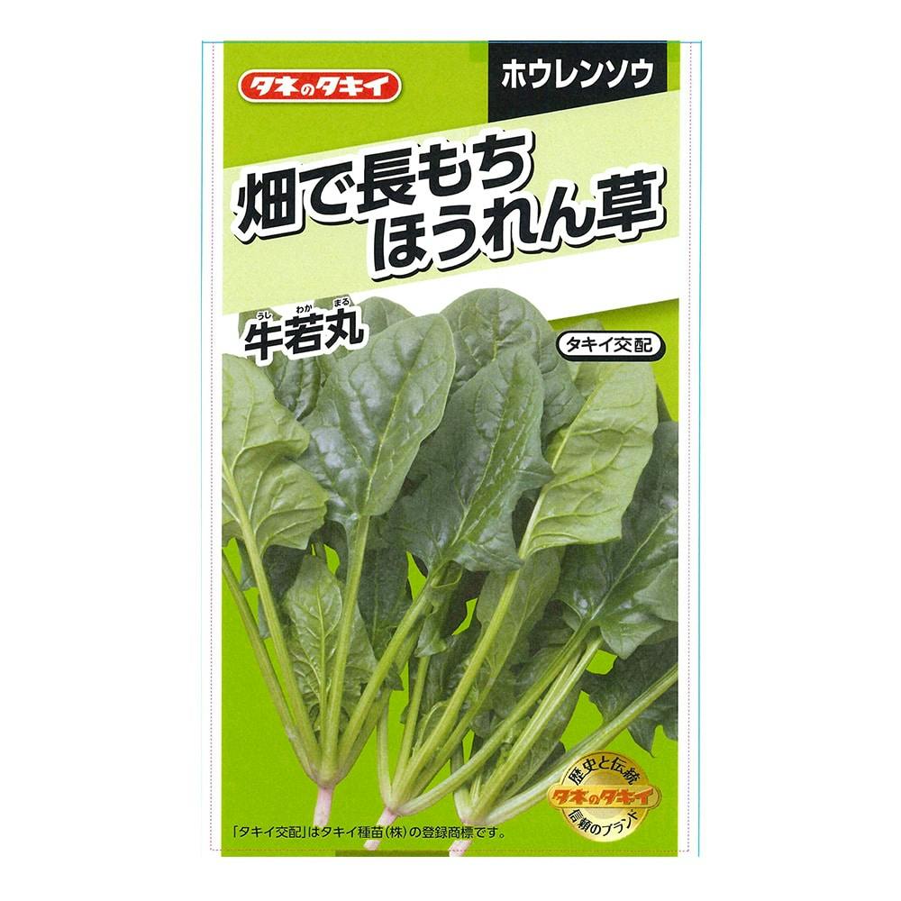 畑で長もちほうれん草 牛若丸