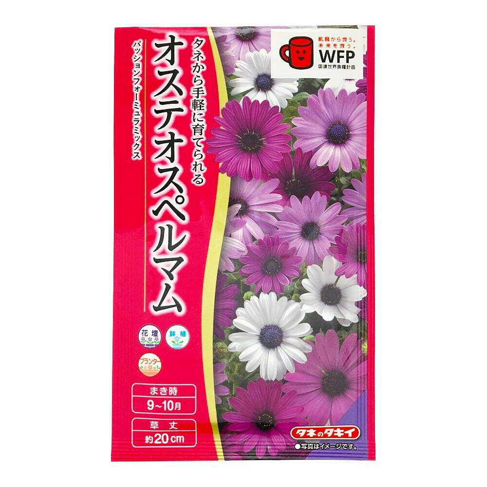 オステオスペルマム パッションフォーミュラミックス