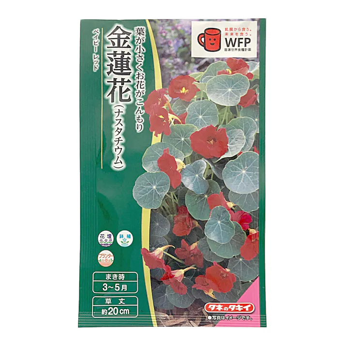 金蓮花 ベイビーレッド