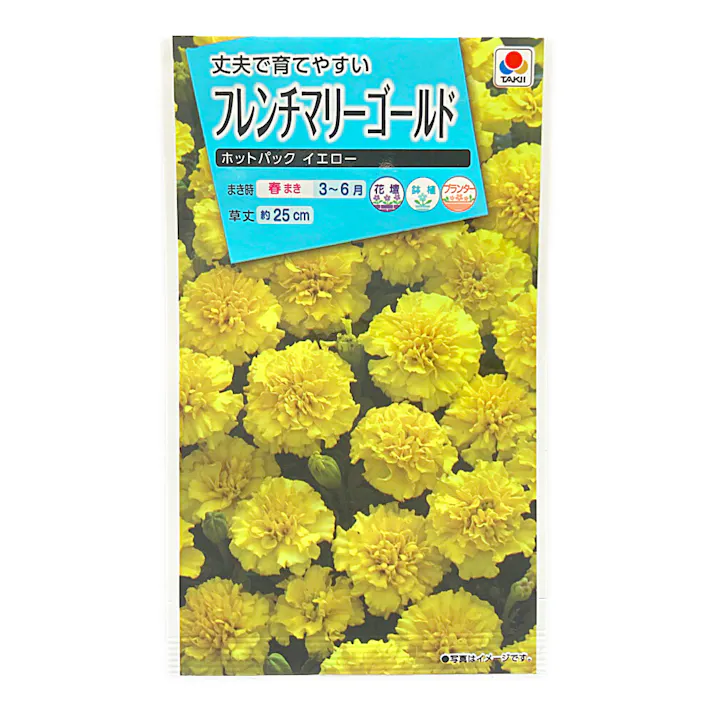 フレンチマリーゴールドホットパックイエロー
