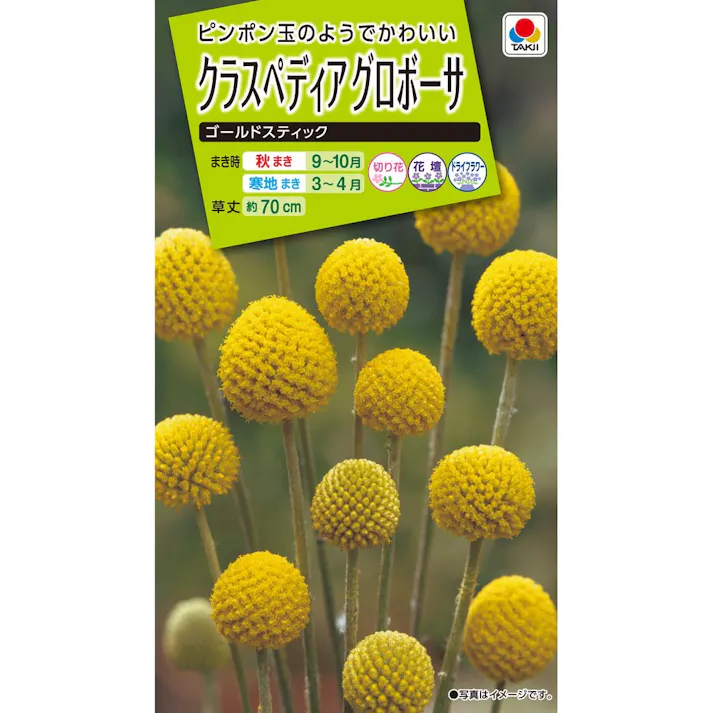 クラスペディアグロボーサゴールドスティック