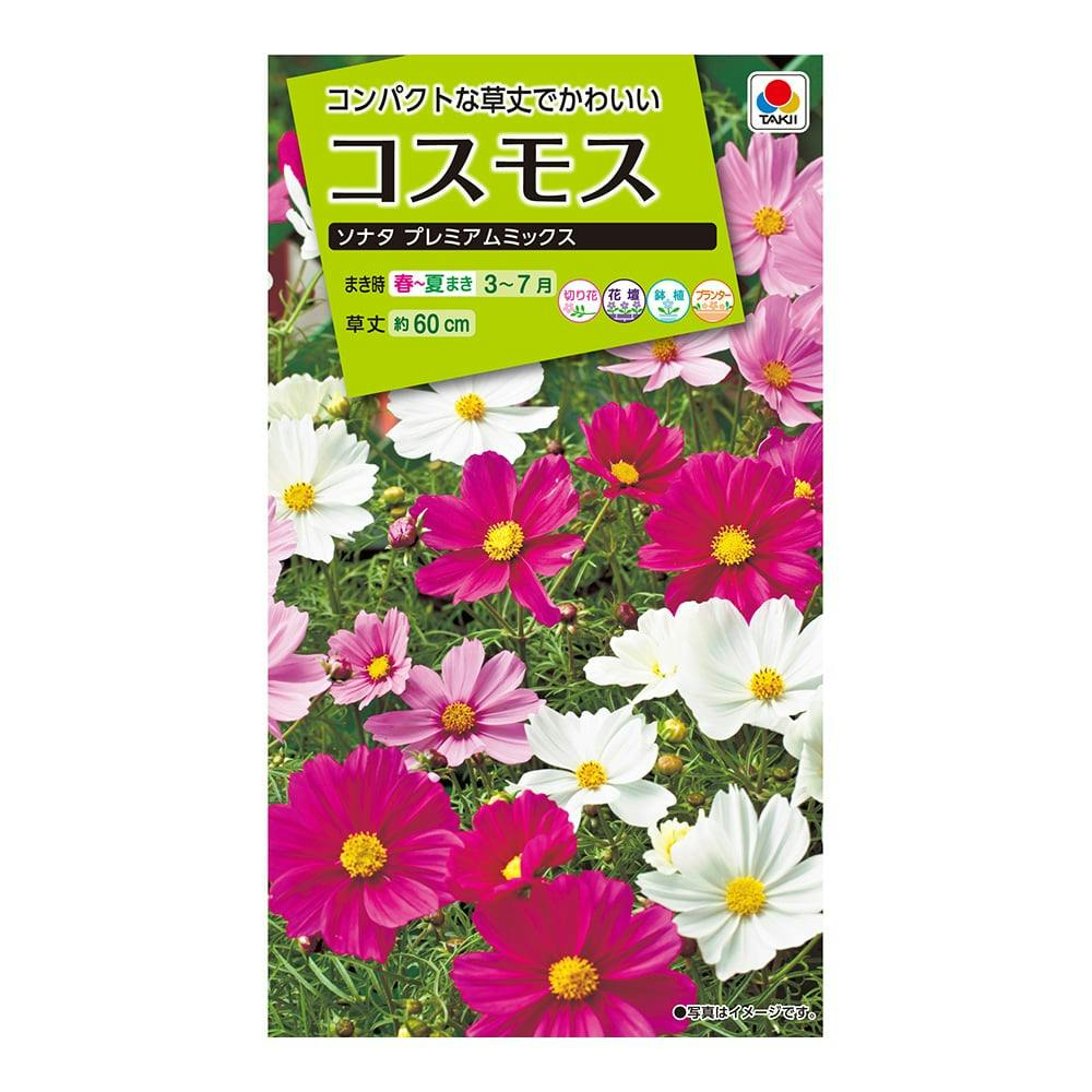 コスモス様 予約分 生活応援