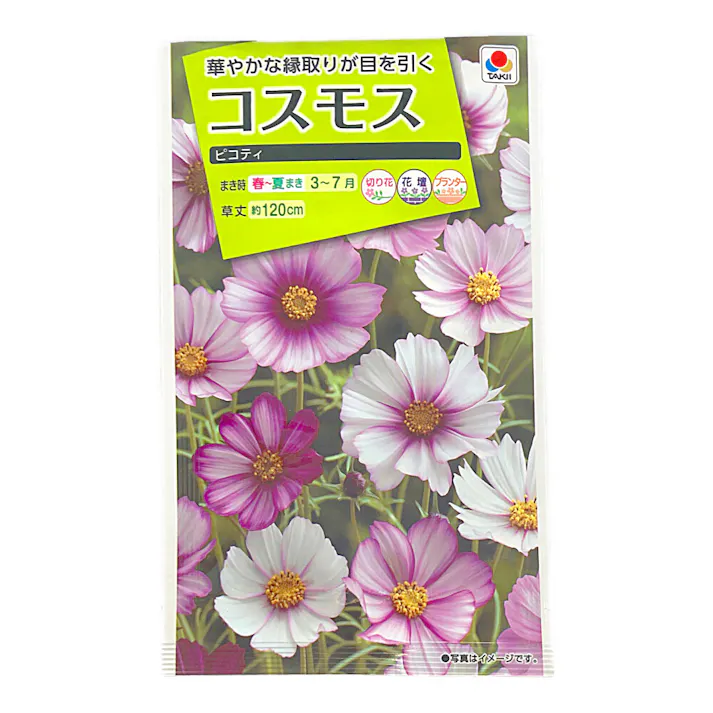コスモス ピコティ