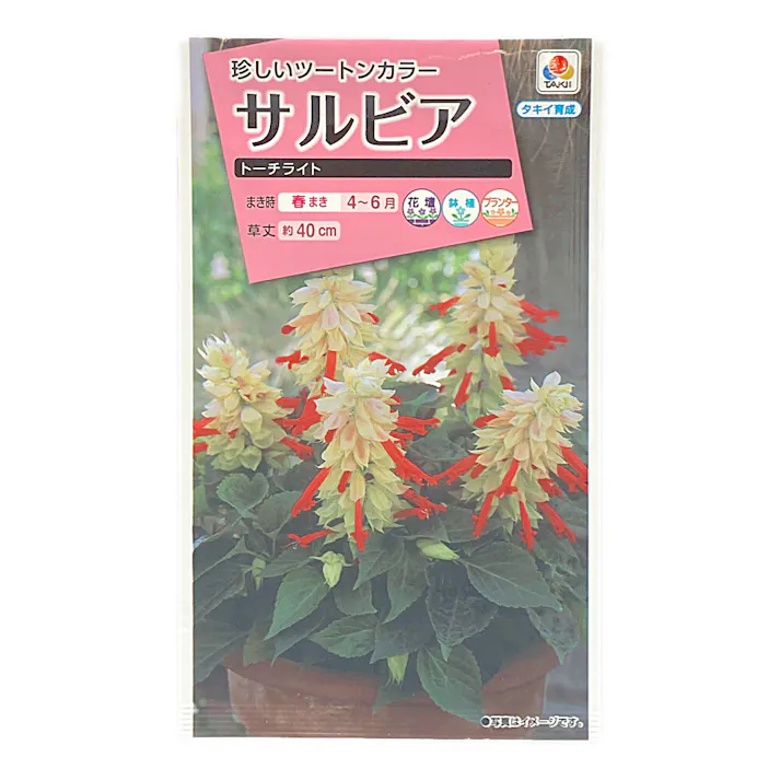 サルビア トーチライト