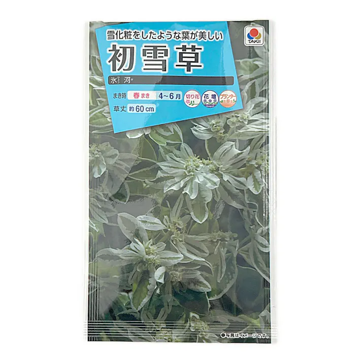 初雪草 氷河