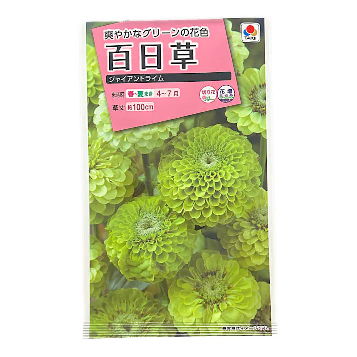 百日草 ジャイアントライム