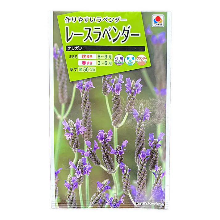 レースラベンダー オリガノ