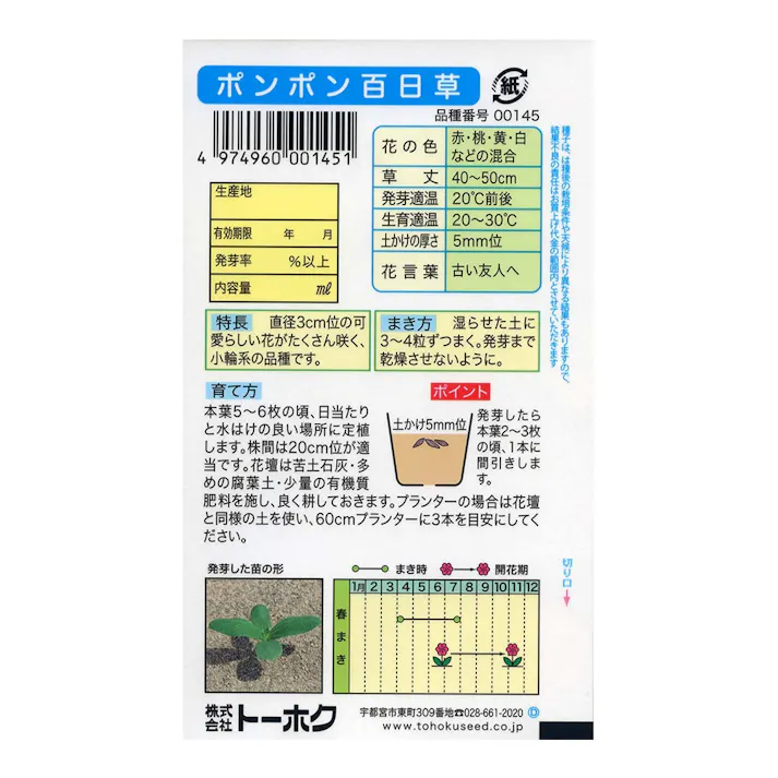 ポンポン百日草