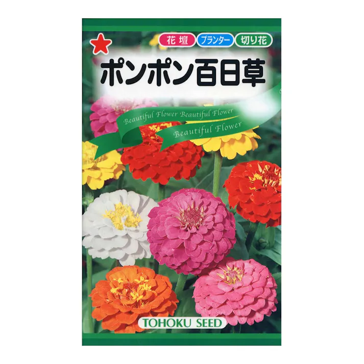 ポンポン百日草