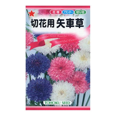 トーホク 切花用八重矢車草（混合）