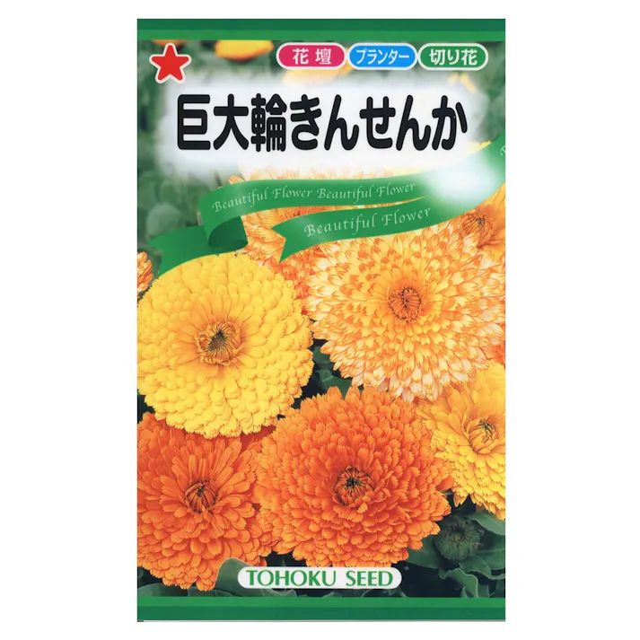 巨大輪きんせんか