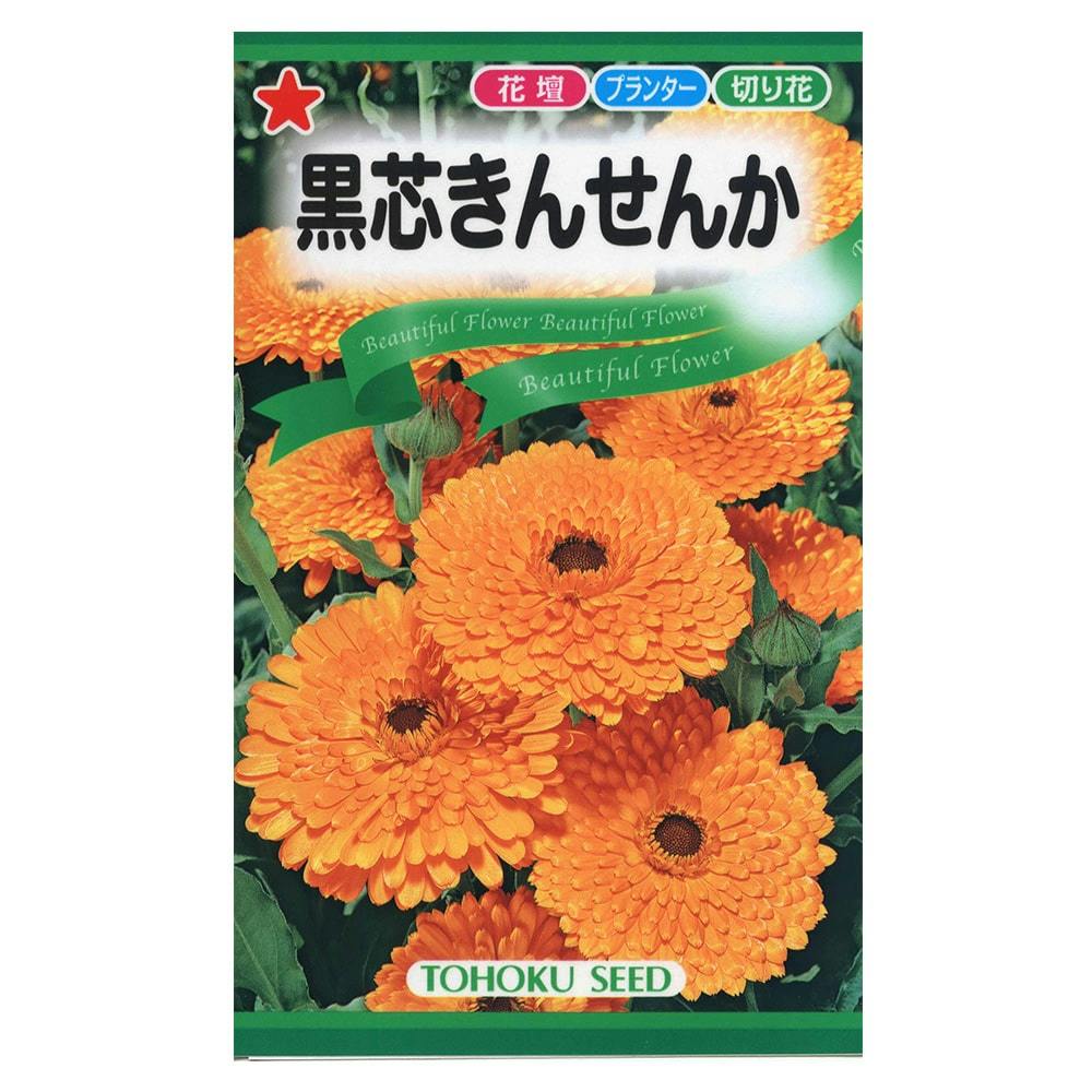 黒芯 キンセンカ | 花＆グリーン 通販 | ホームセンターのカインズ