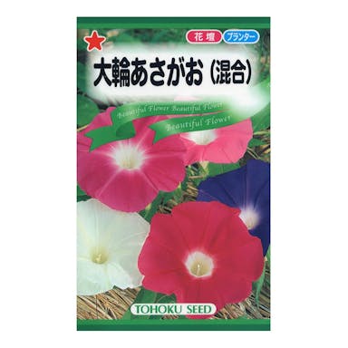 大輪あさがお 混合 TO(販売終了)