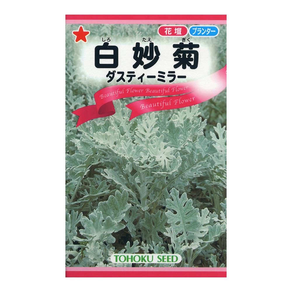 白妙菊(ダスティーミラー)