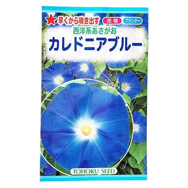 西洋系あさがお カレドニアブルー(販売終了)