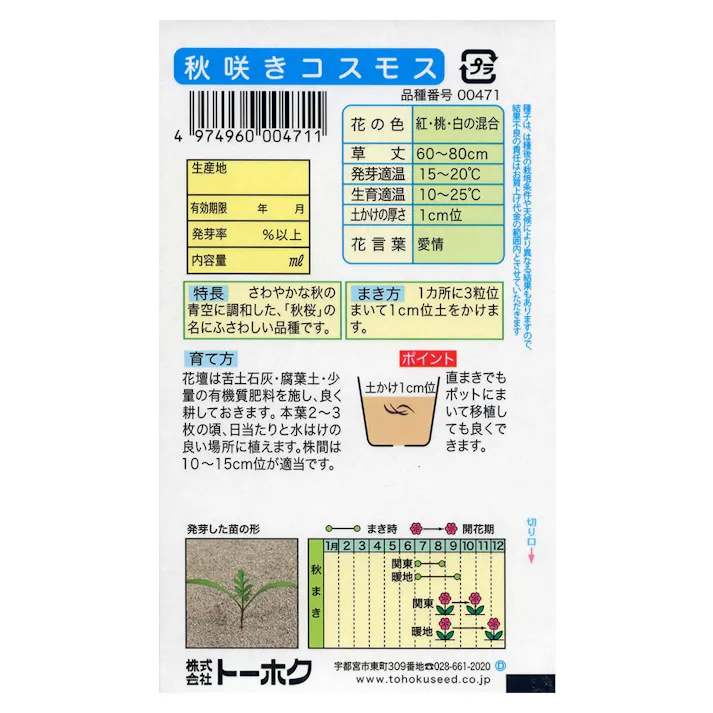 秋咲きコスモス