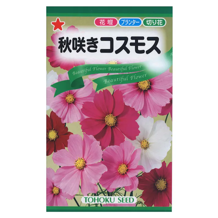 秋咲きコスモス