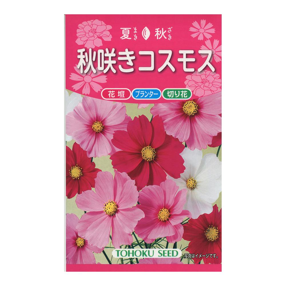 秋咲きコスモス | 花＆グリーン 通販 | ホームセンターのカインズ