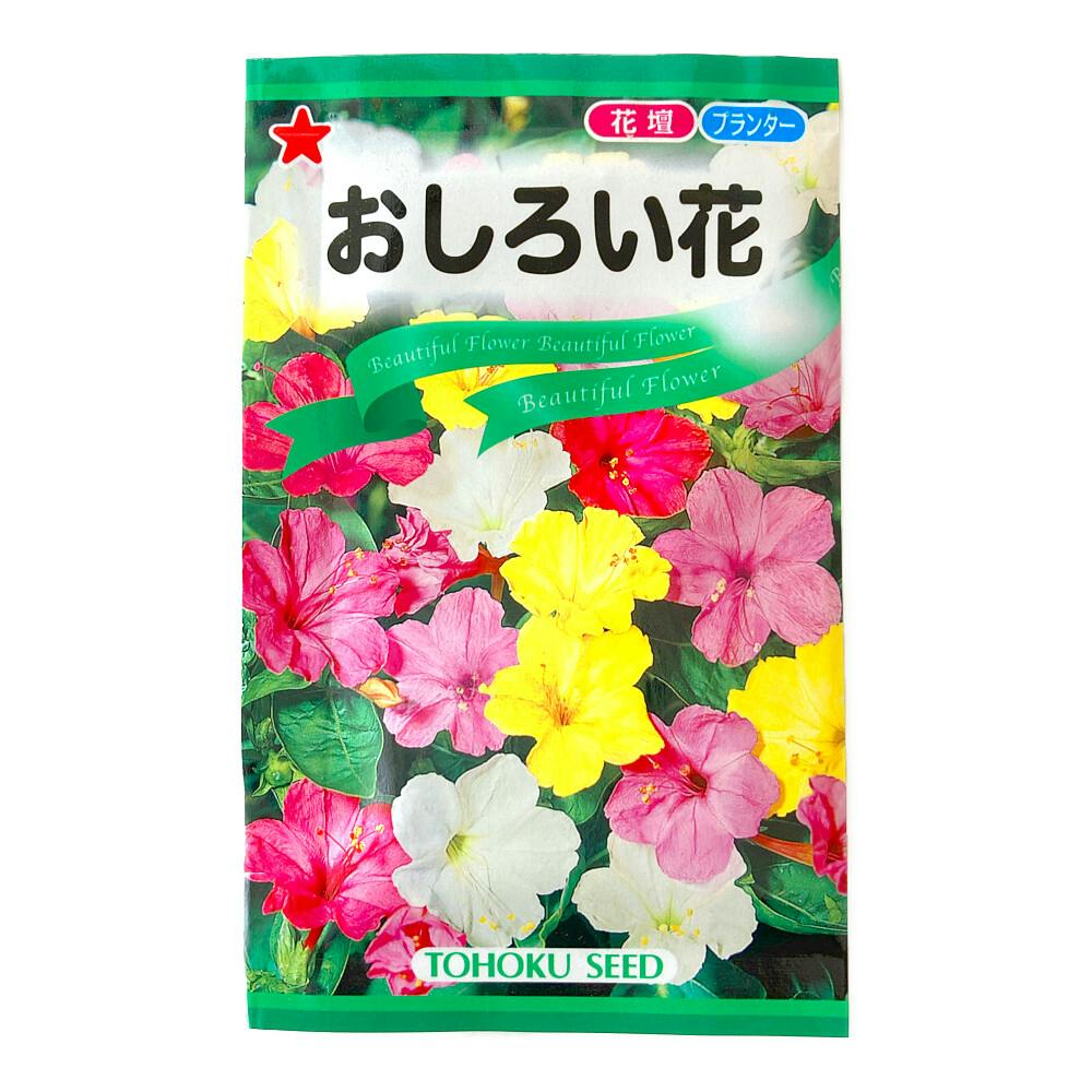 おしろい花