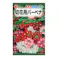 切花用バーベナ