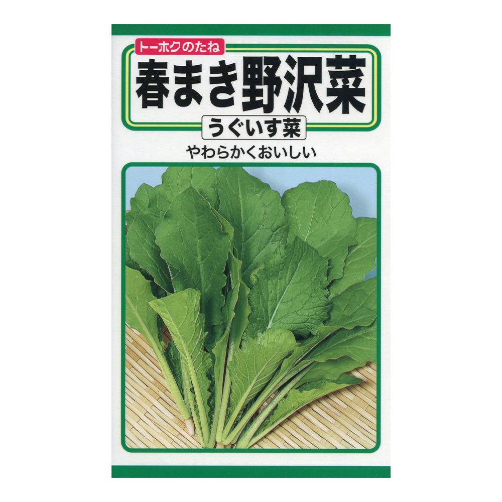 春まき野沢菜(うぐいす菜)