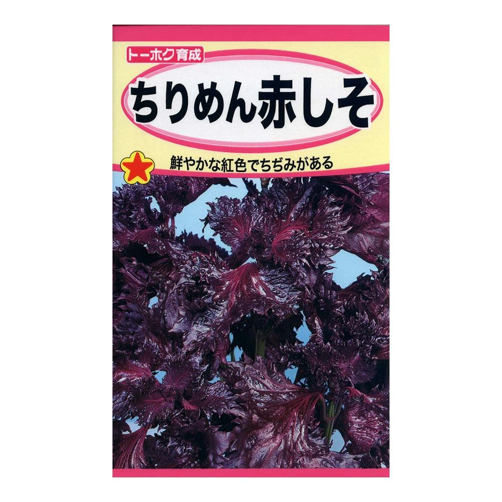 トーホク F1 青首丸尻大根 青の宝(販売終了) | 花＆グリーン 通販 | ホームセンターのカインズ