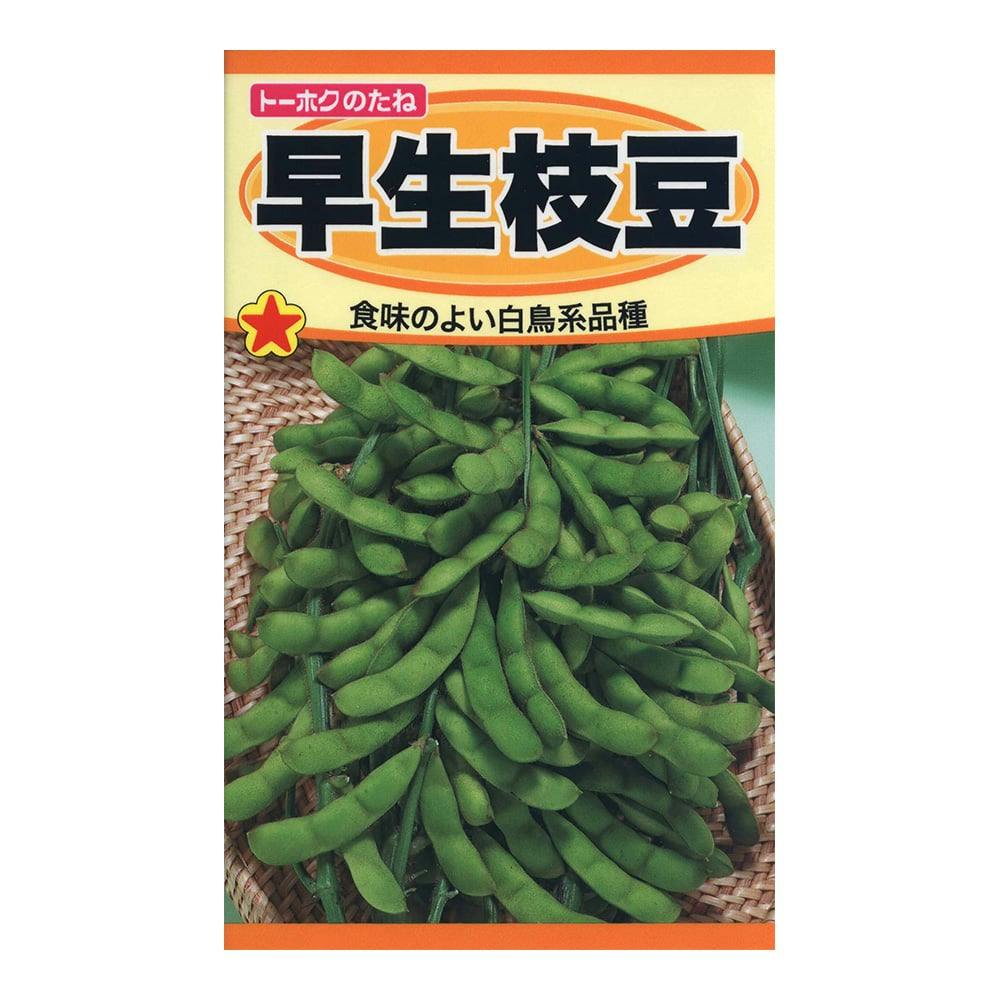 パクチー　15kg パクチー｜村上農園オンラインショップ