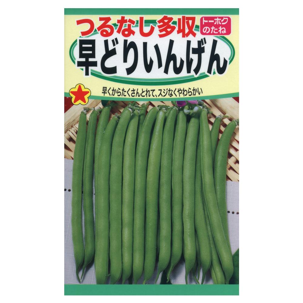 いんげん つるなし多収早どりいんげん