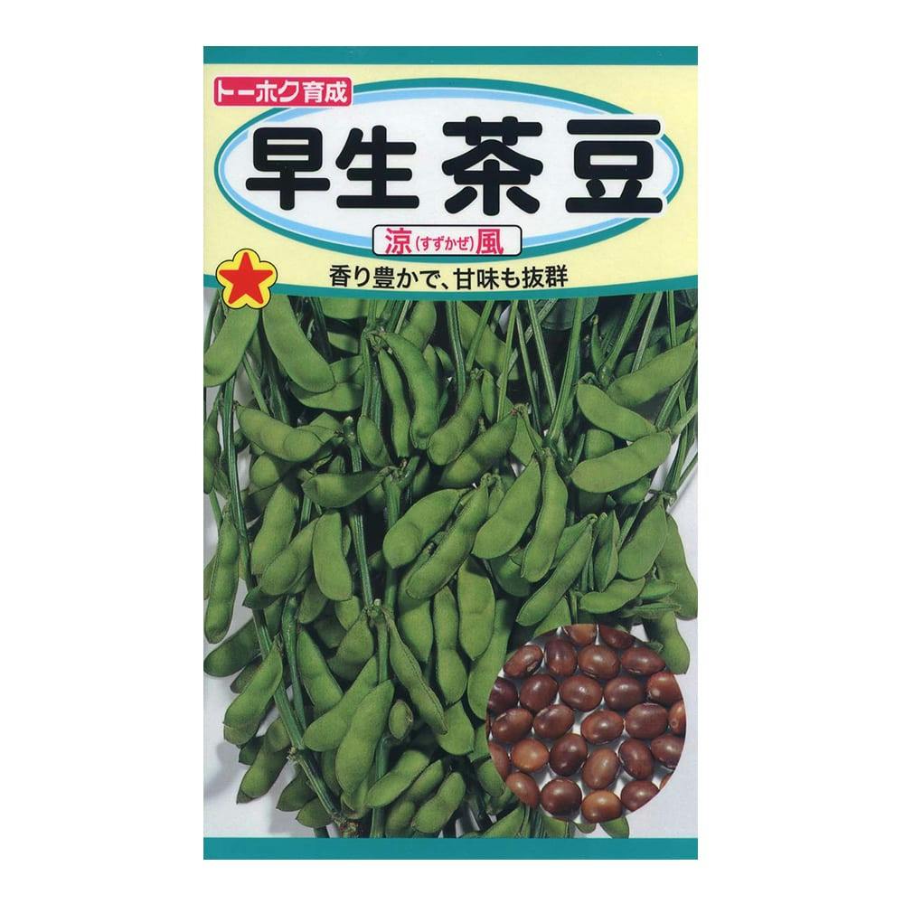 大根の葉 かい様 早どり葉大根(販売終了) | 花＆グリーン 通販 | ホームセンター