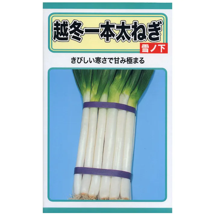 越冬一本太ねぎ 雪ノ下