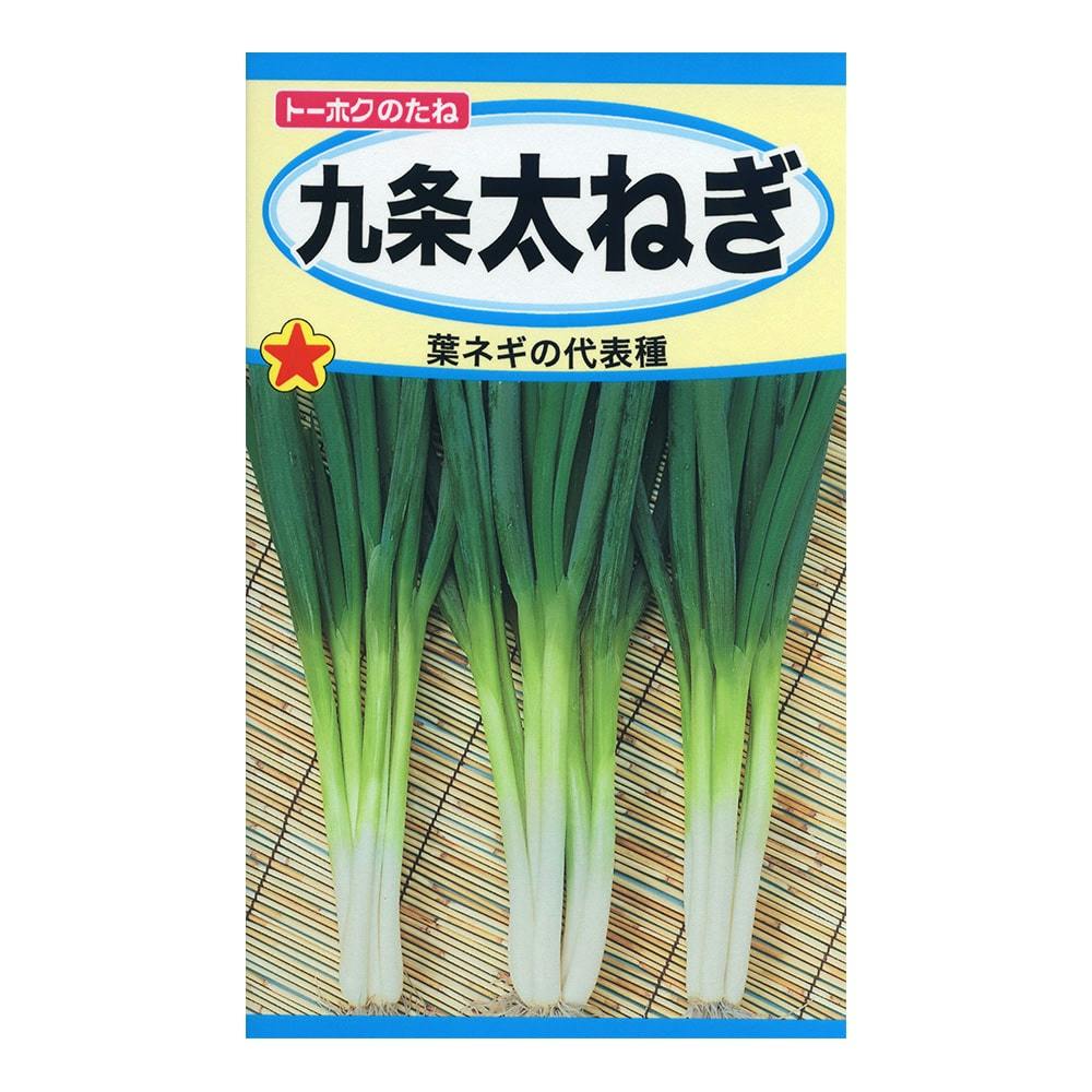 九条太ねぎ | 花＆グリーン 通販 | ホームセンターのカインズ