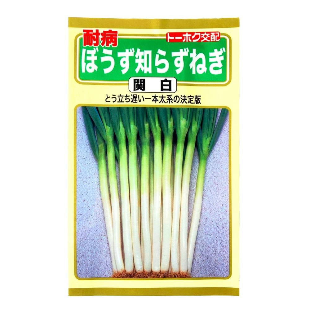 殆んど坊主な出ない分けつネギ苗20本以上 - 野菜