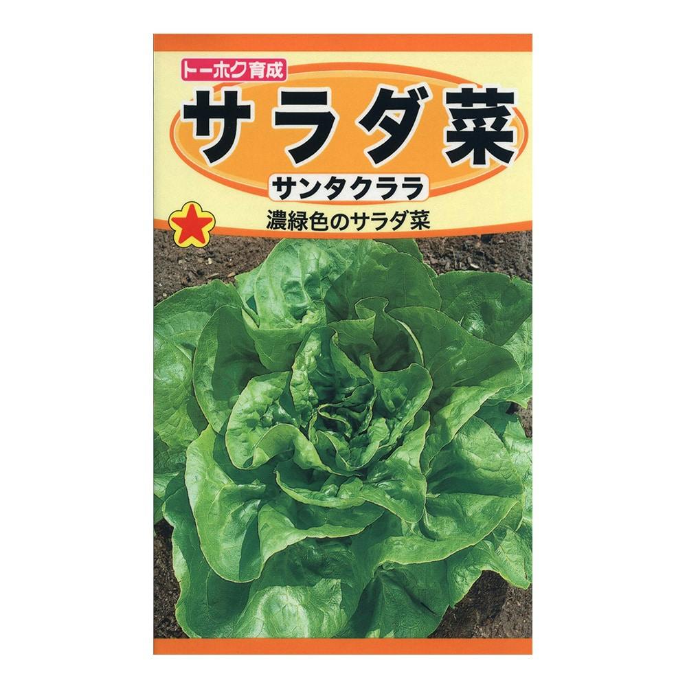 サラダ菜 サンタクララ