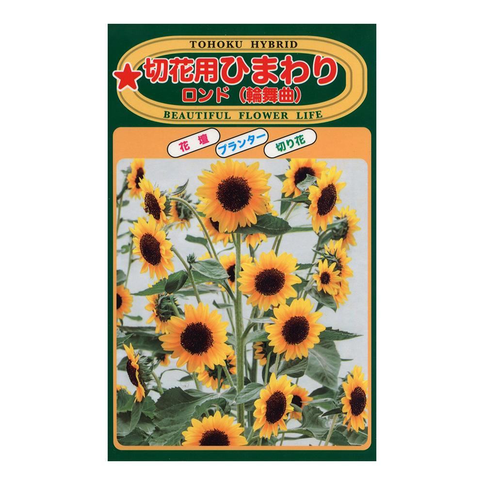 F1ひまわり ロンド | 花＆グリーン 通販 | ホームセンターのカインズ