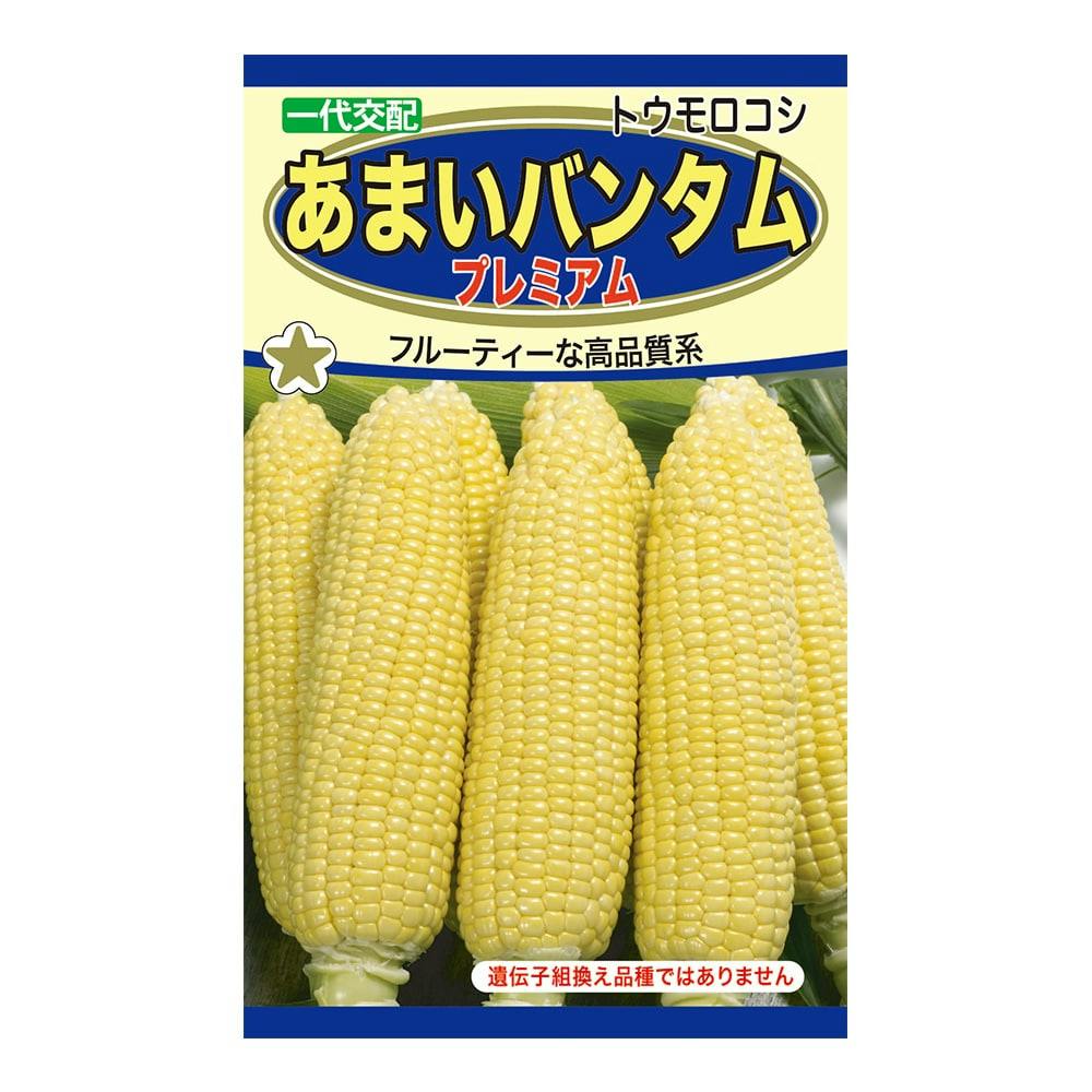 泉州黄玉葱(販売終了) | 花＆グリーン 通販 | ホームセンターの