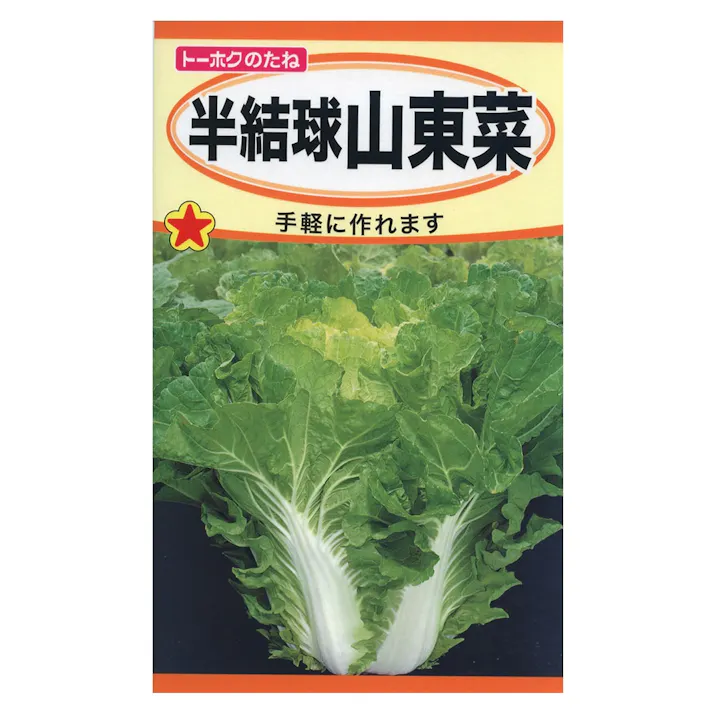 半結球山東菜