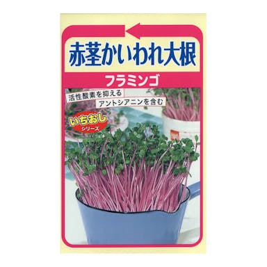 赤茎かいわれ大根 フラミンゴ(販売終了)