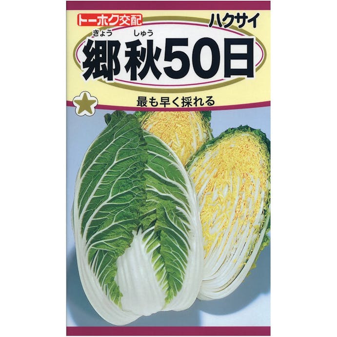 トーホク F1 耐病郷秋 50日白菜