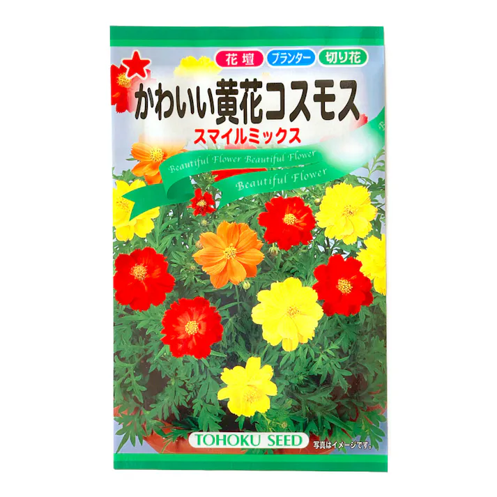 かわいい黄花コスモス