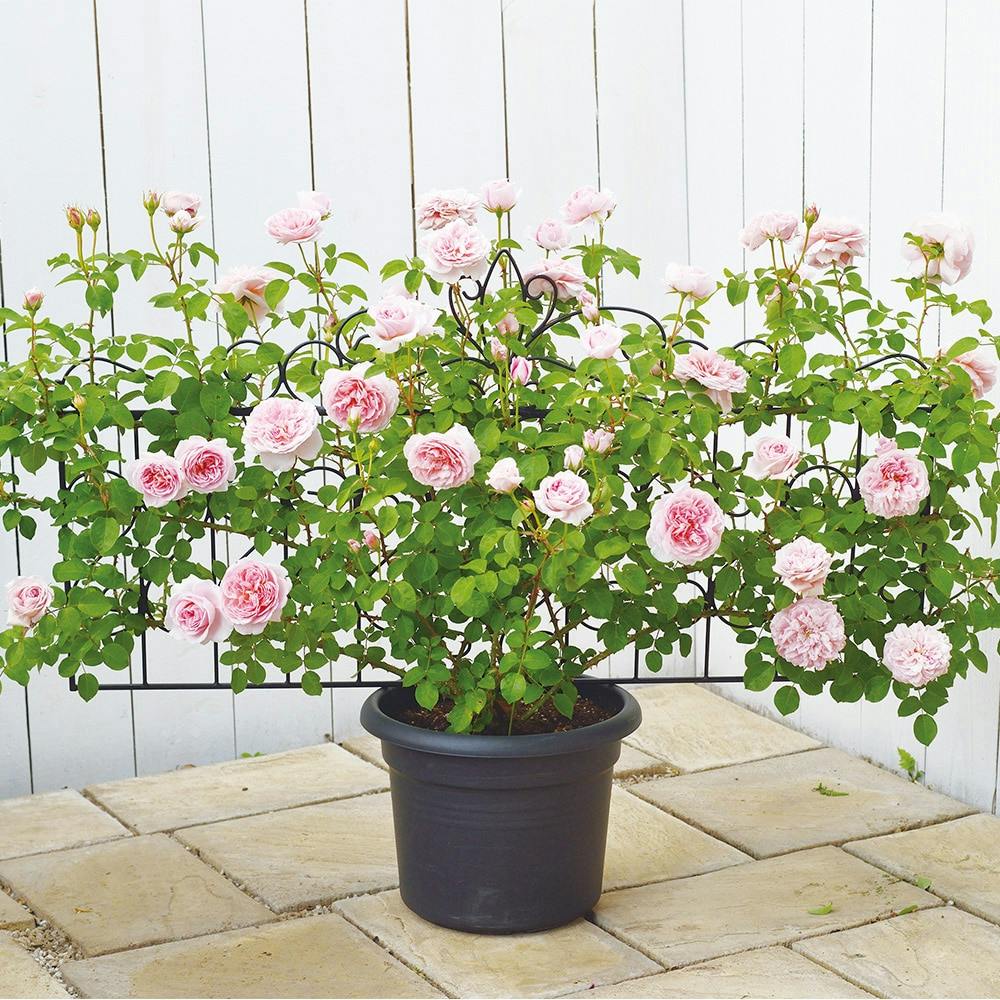 デザイントレリス 885 | アーチ・トレリス・フェンス 通販